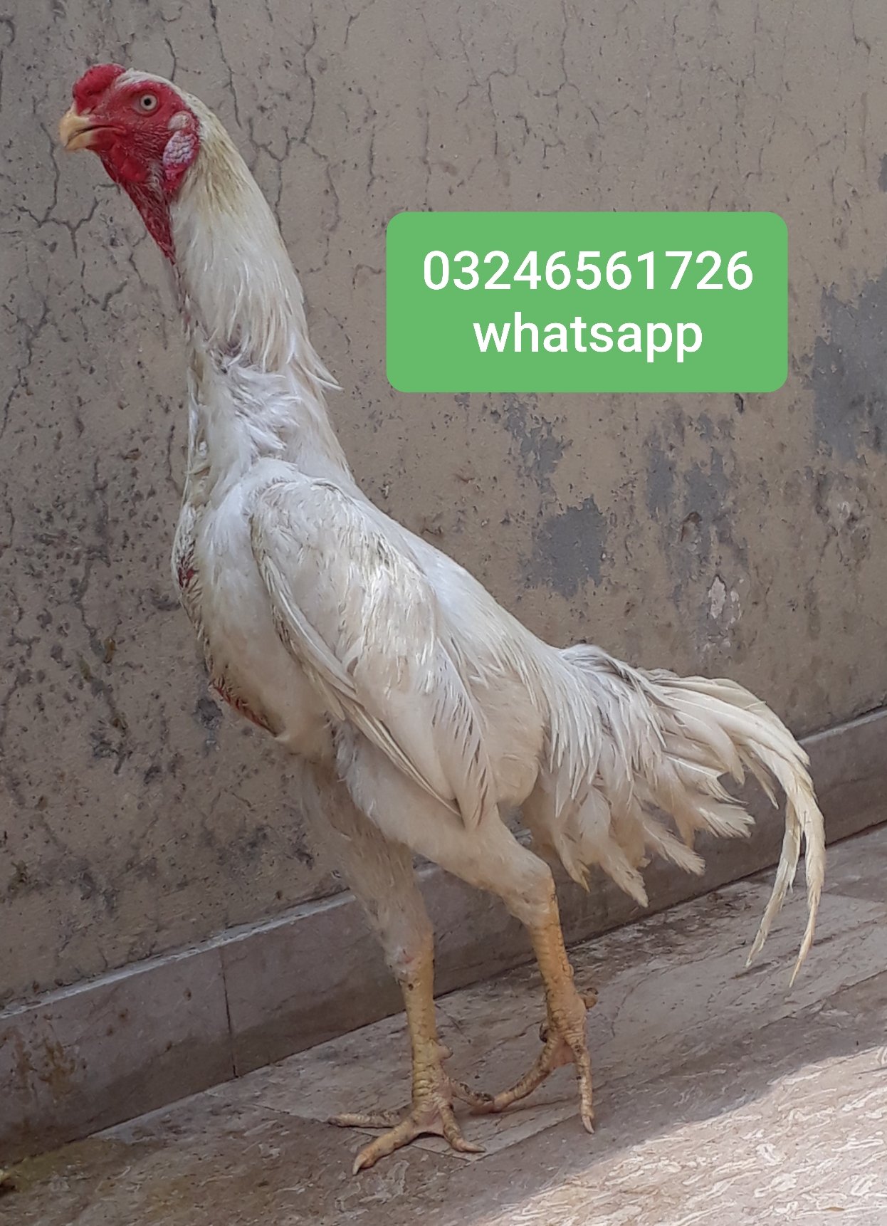 Shamo german healthy and active pair