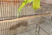 Ringneck parrot