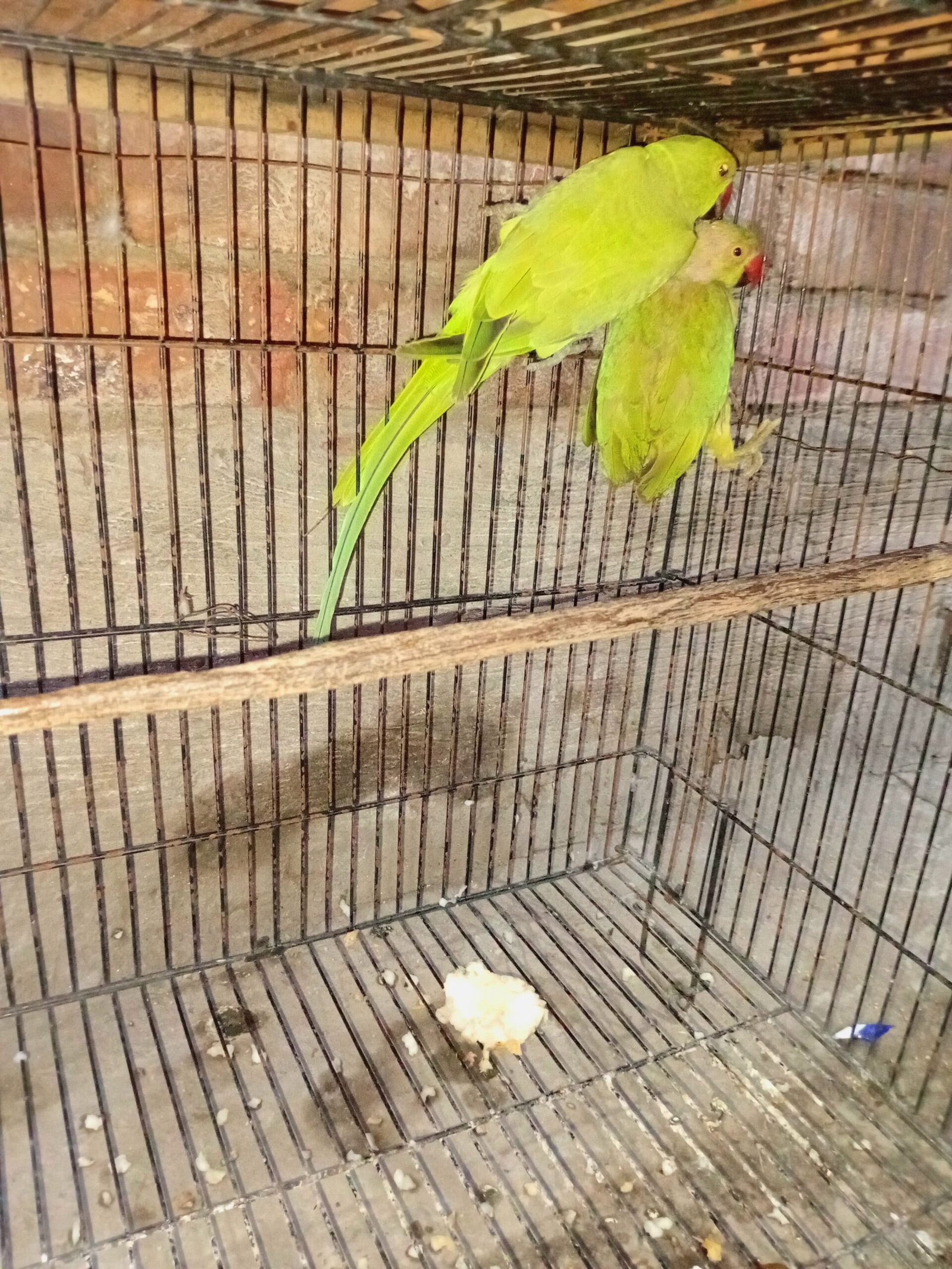 Ringneck parrot