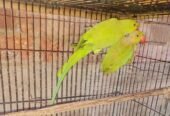 Ringneck parrot