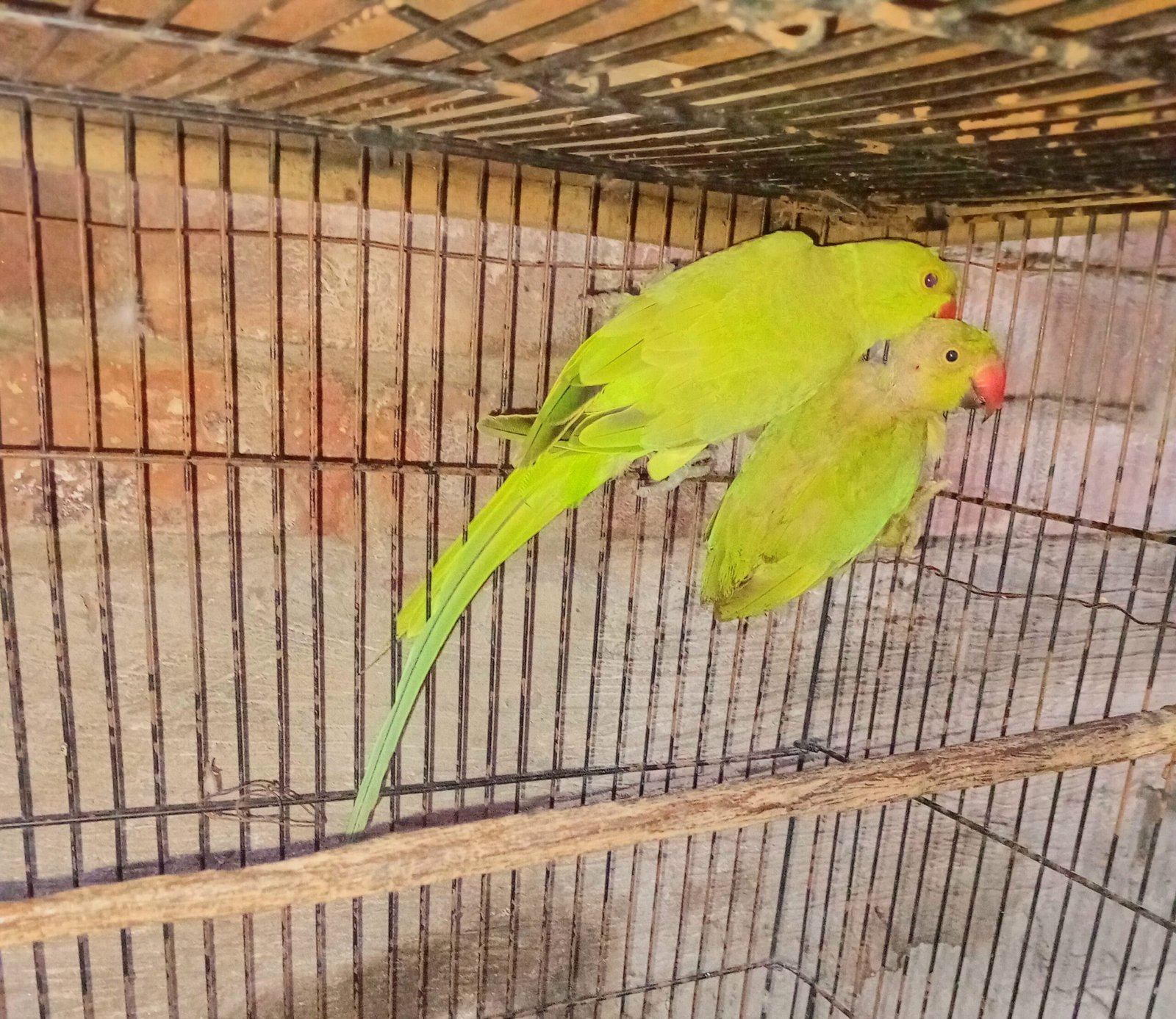 Ringneck parrot