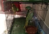 Green Raw Parrot for Sale