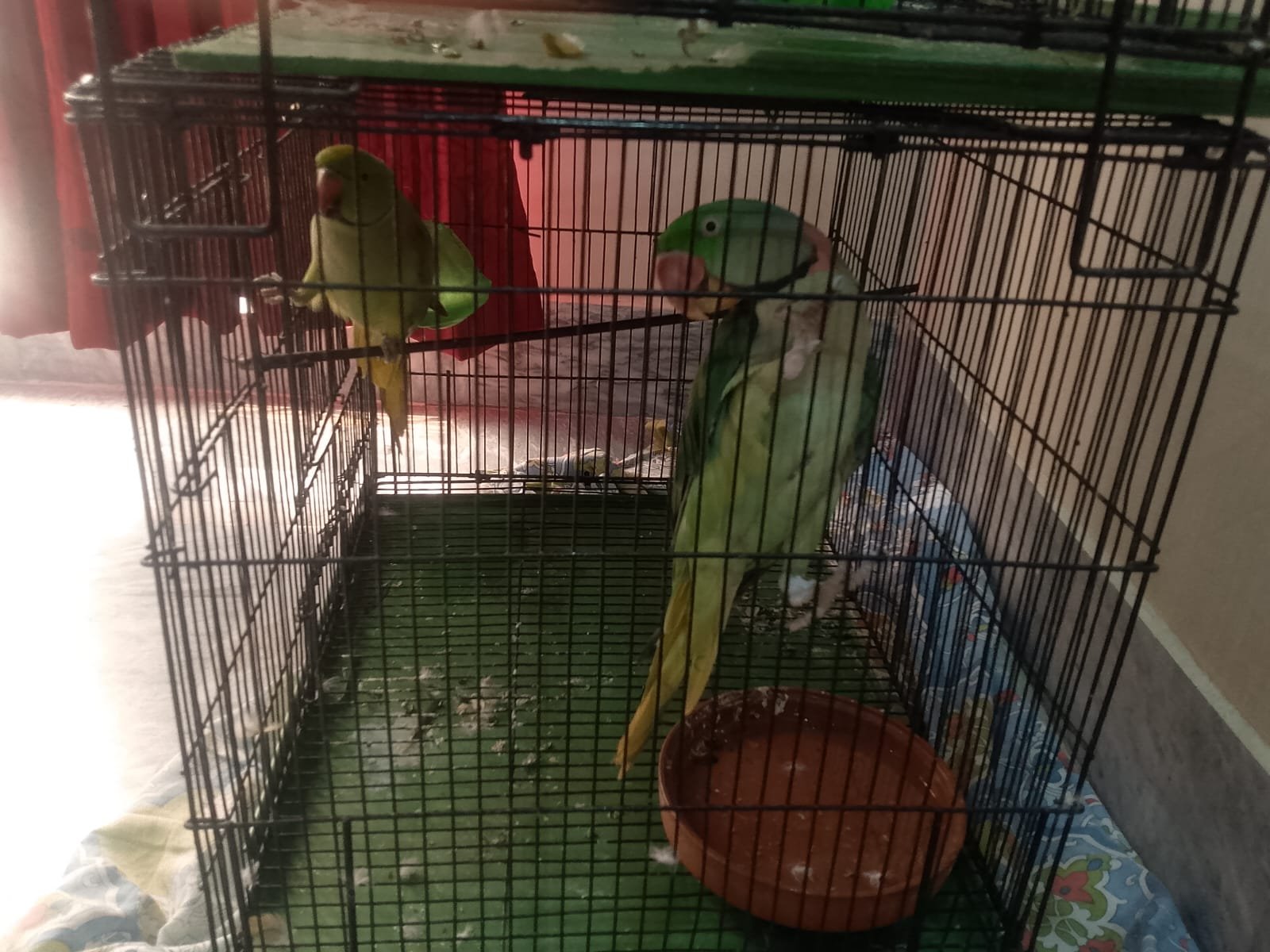 Green Raw Parrot for Sale