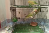 Green Raw Parrot for Sale