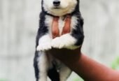Husky puppies proper wolly coat blue eyes