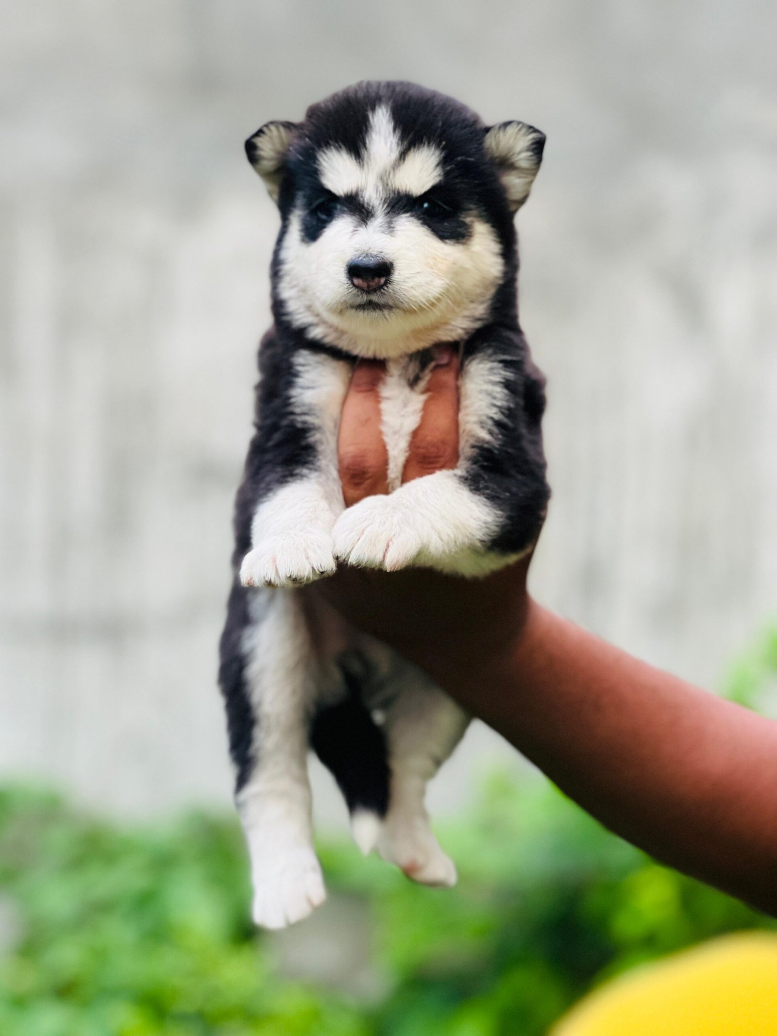 Husky puppies proper wolly coat blue eyes