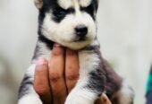 Husky puppies proper wolly coat blue eyes
