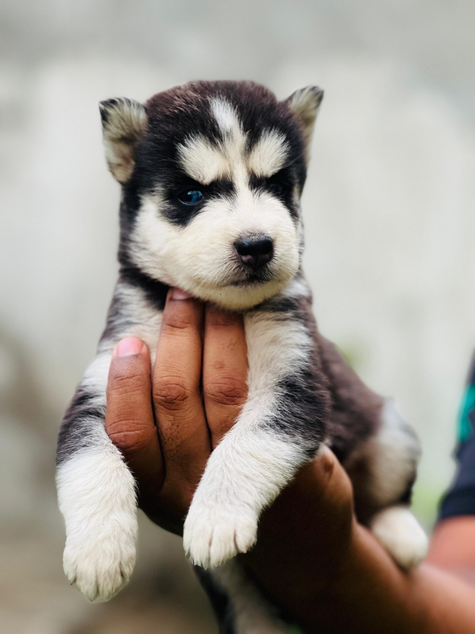 Husky puppies proper wolly coat blue eyes