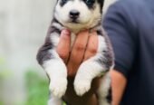 Husky puppies proper wolly coat blue eyes