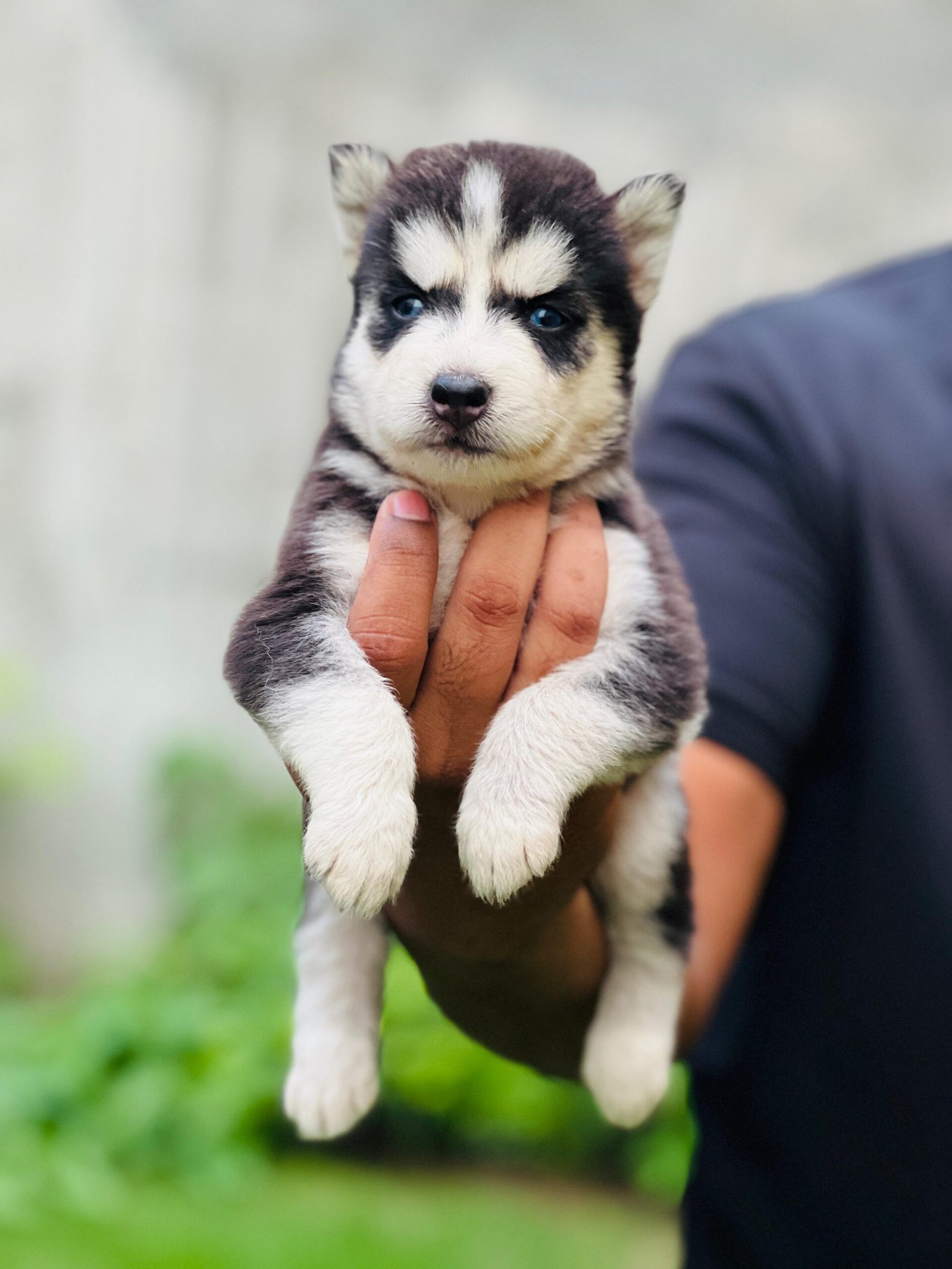 Husky puppies proper wolly coat blue eyes