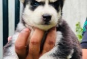 Husky puppies proper wolly coat blue eyes