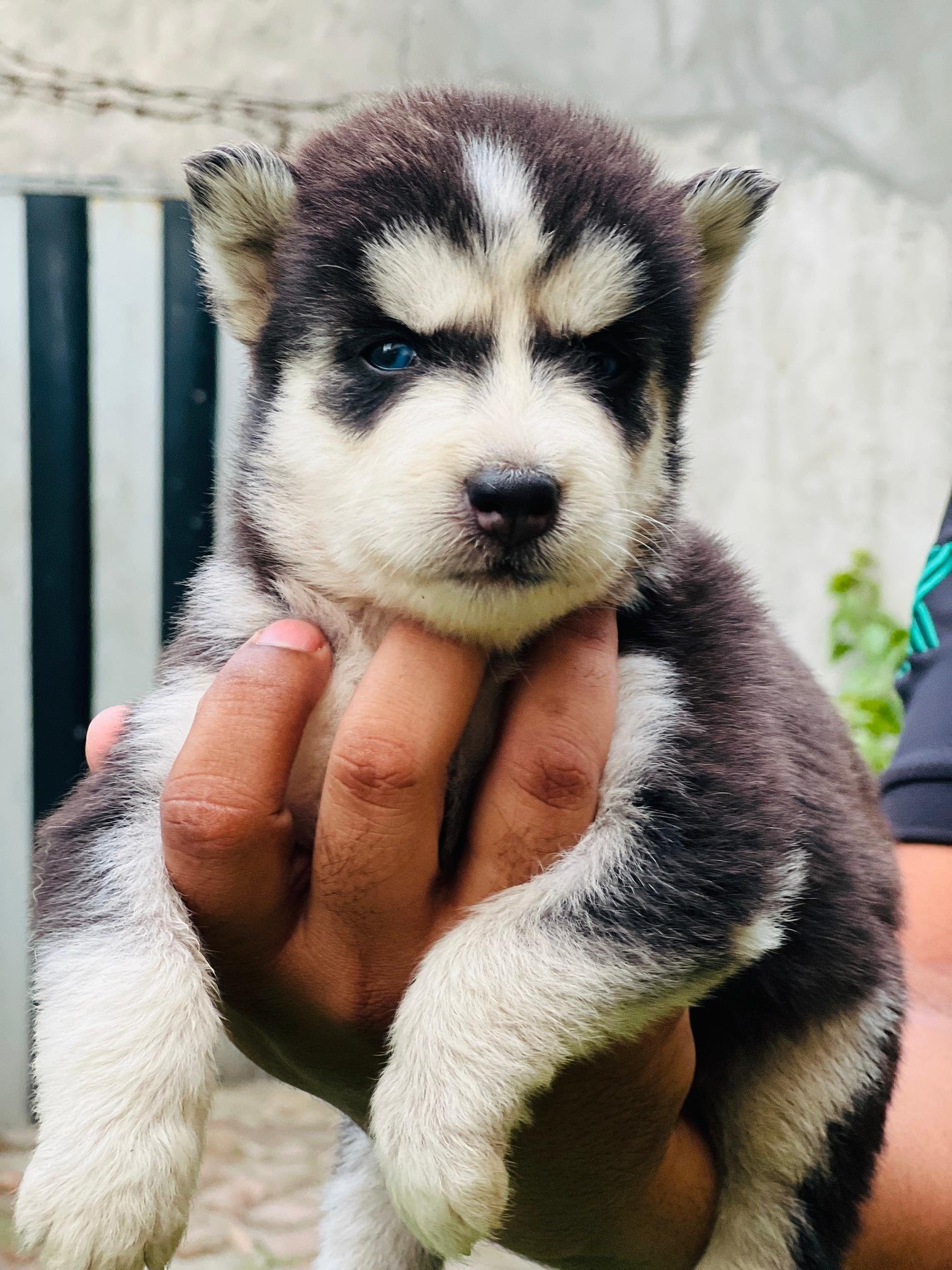 Husky puppies proper wolly coat blue eyes