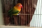 Love birds
