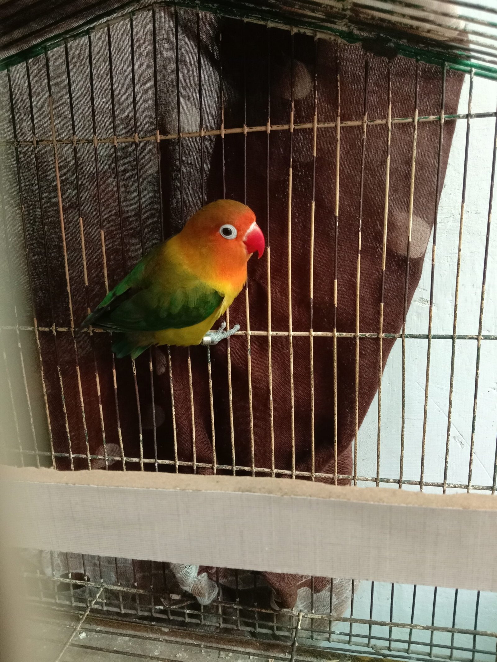 Love birds