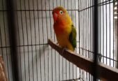 Love birds
