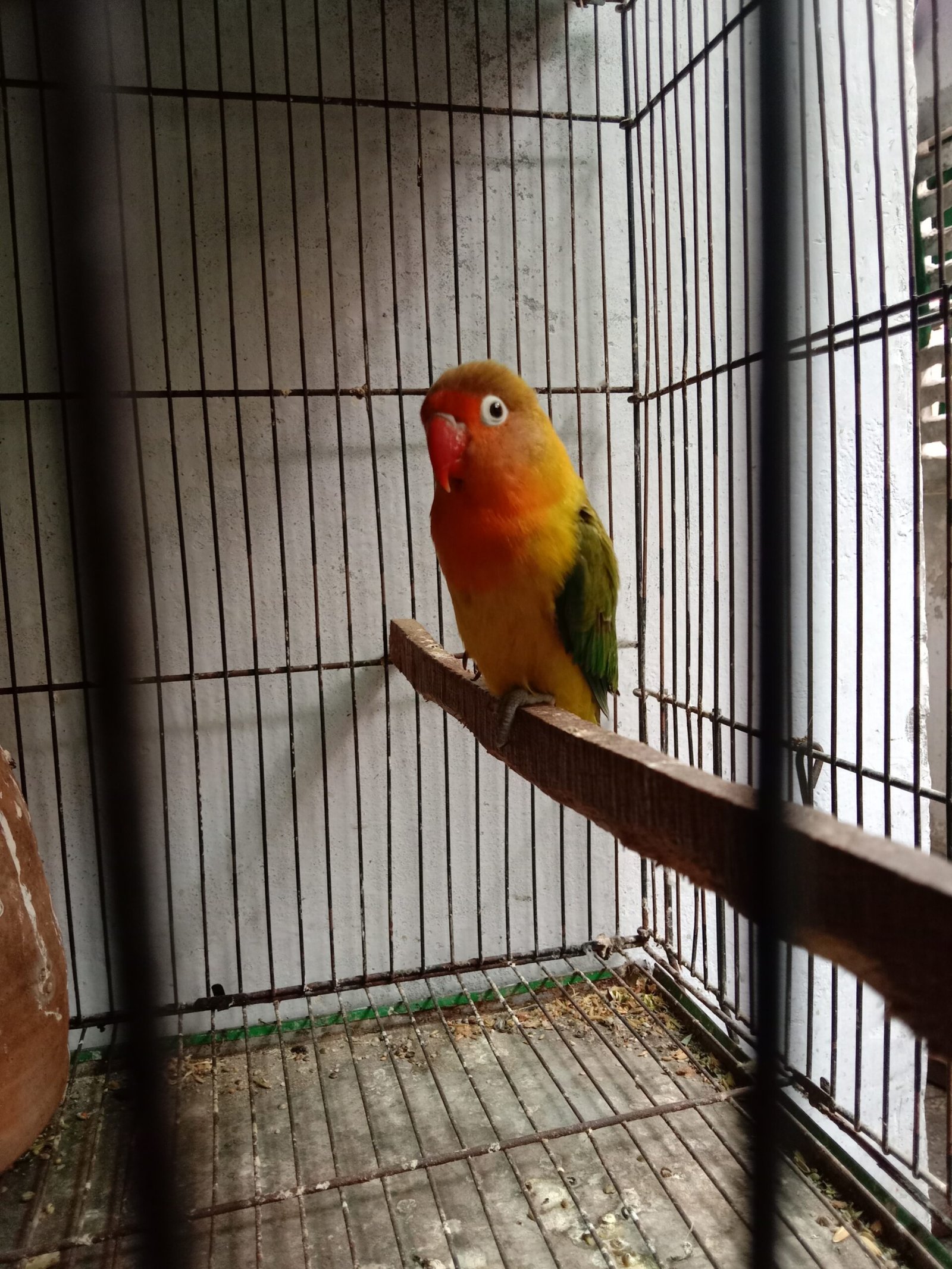 Love birds