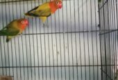 Love birds
