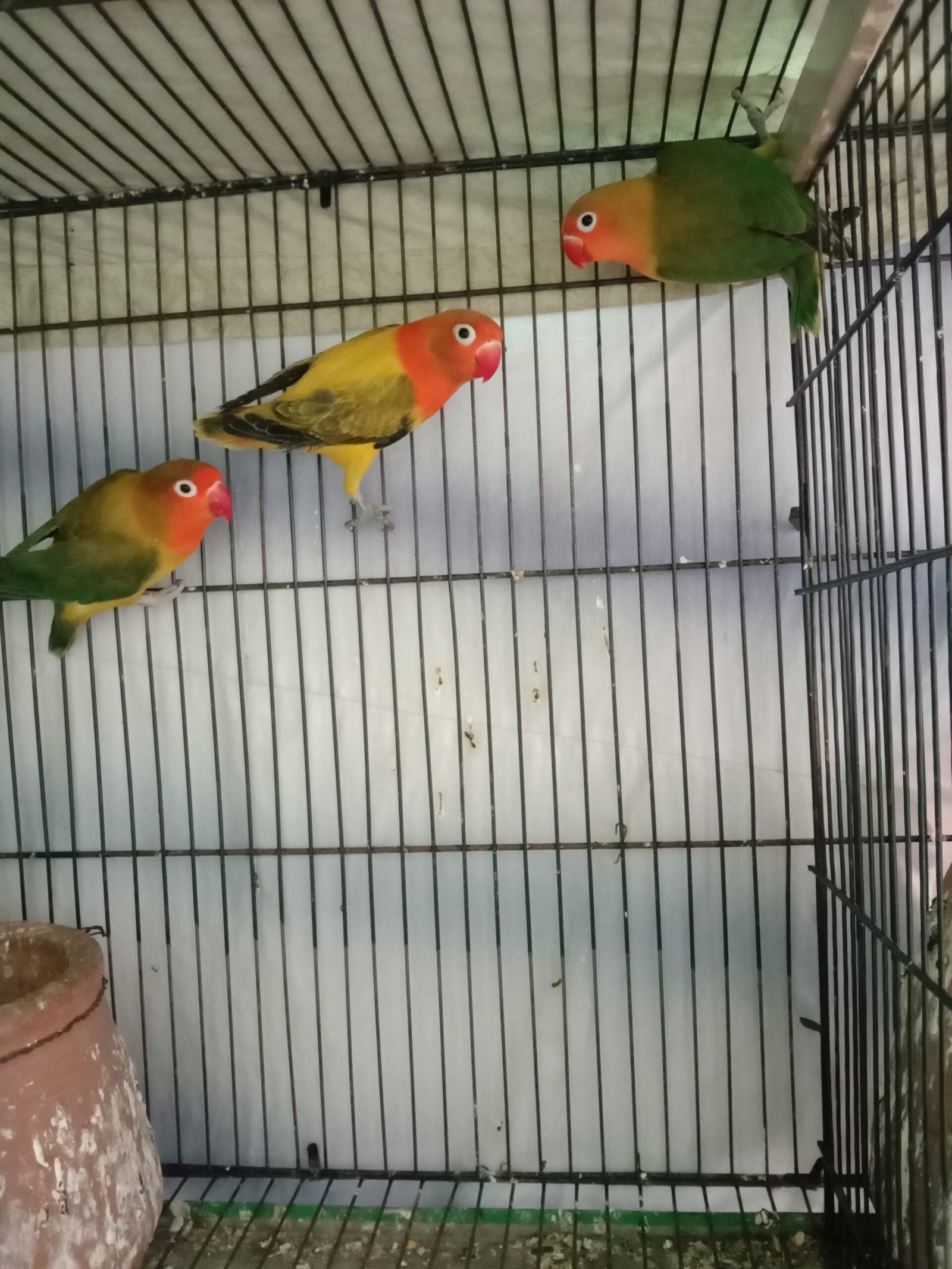 Love birds