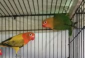 Love birds