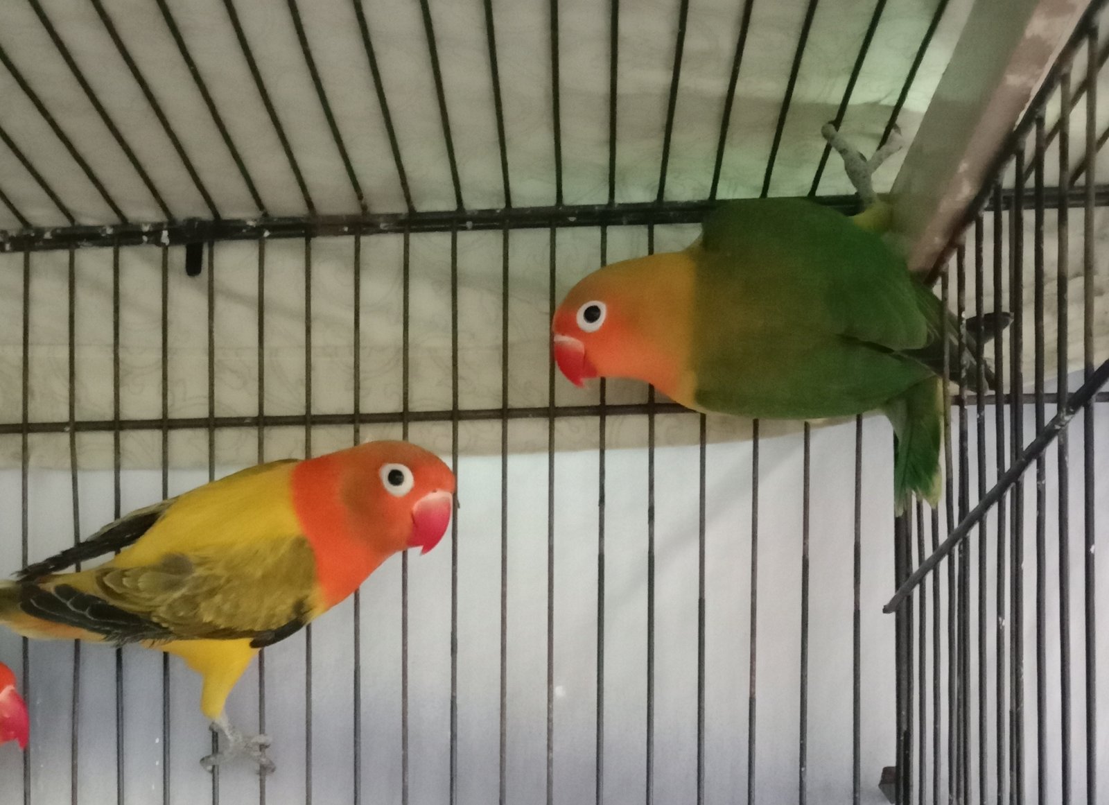 Love birds