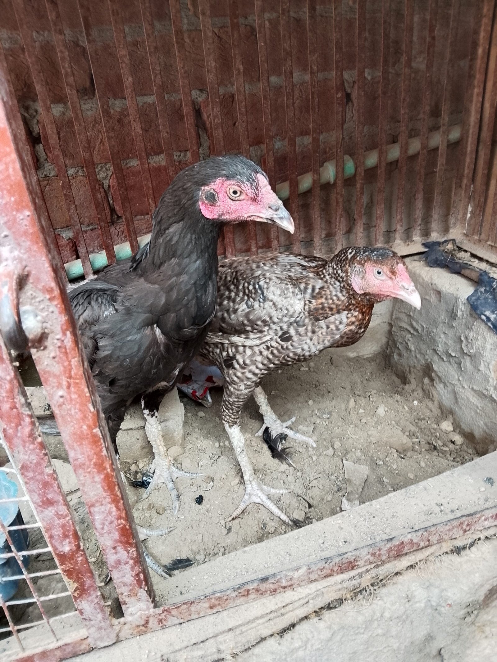 Two pure aseel hen healthy hen pure aseel