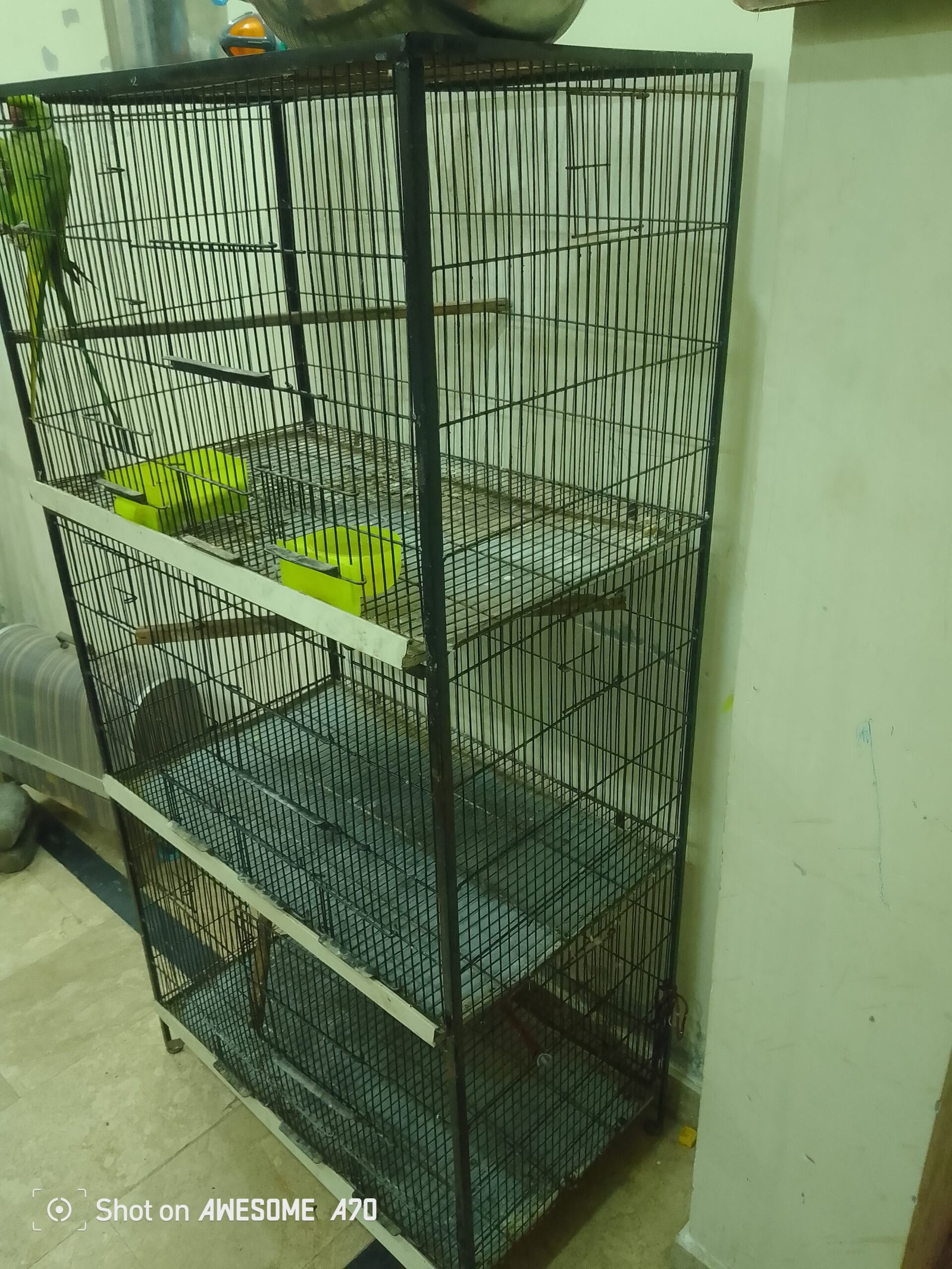 Iron cage for birds