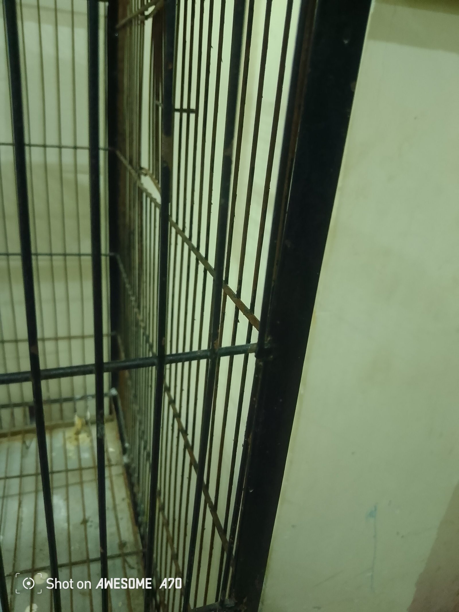 Iron cage for birds