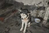 husky full heat pay ha just buy kary Orr breed karway