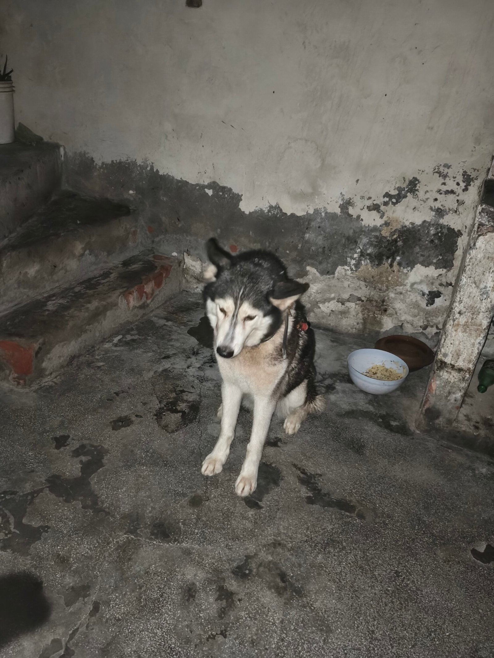 husky full heat pay ha just buy kary Orr breed karway