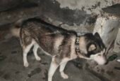 husky full heat pay ha just buy kary Orr breed karway