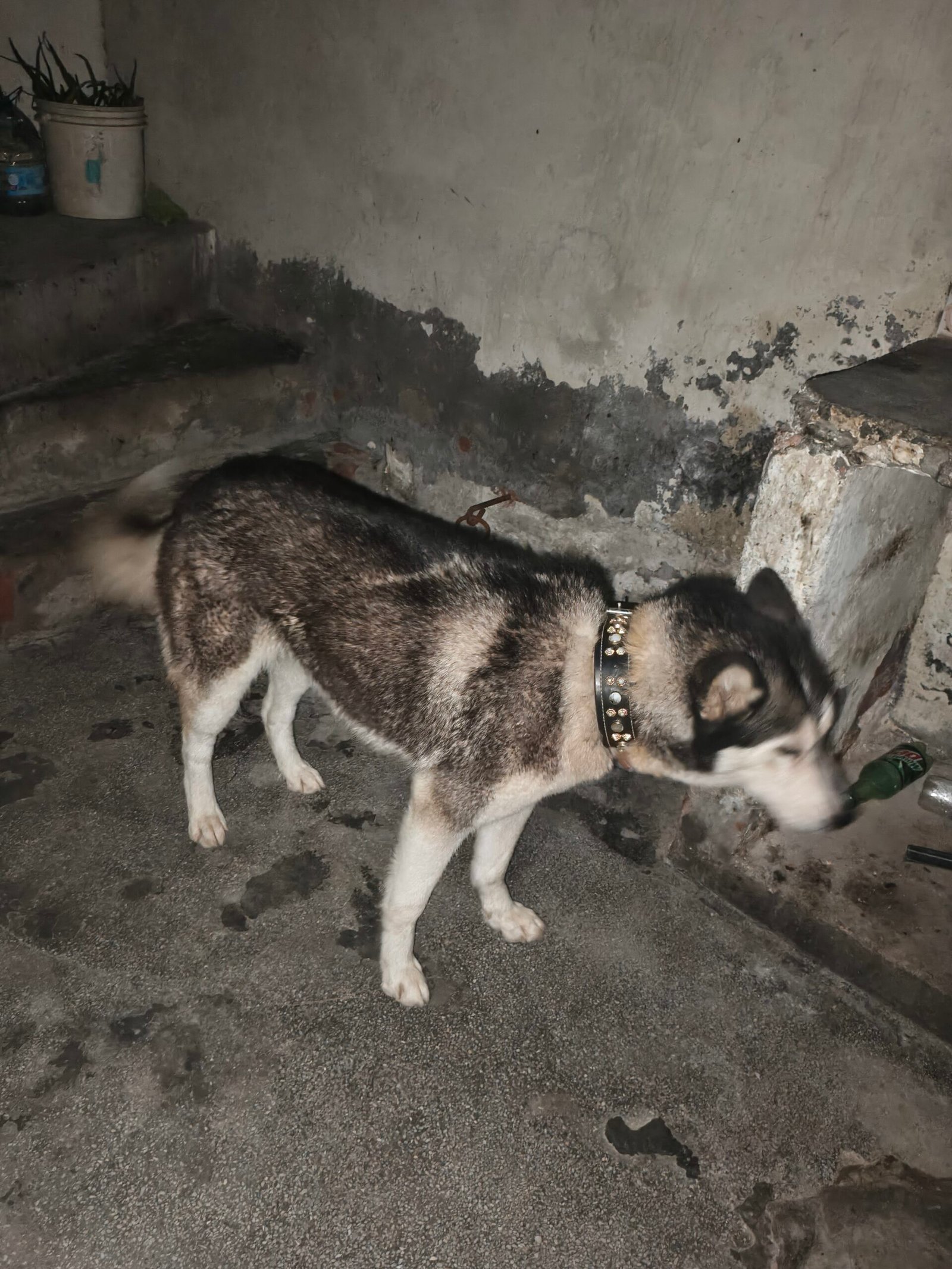husky full heat pay ha just buy kary Orr breed karway