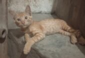 Kitty Baby