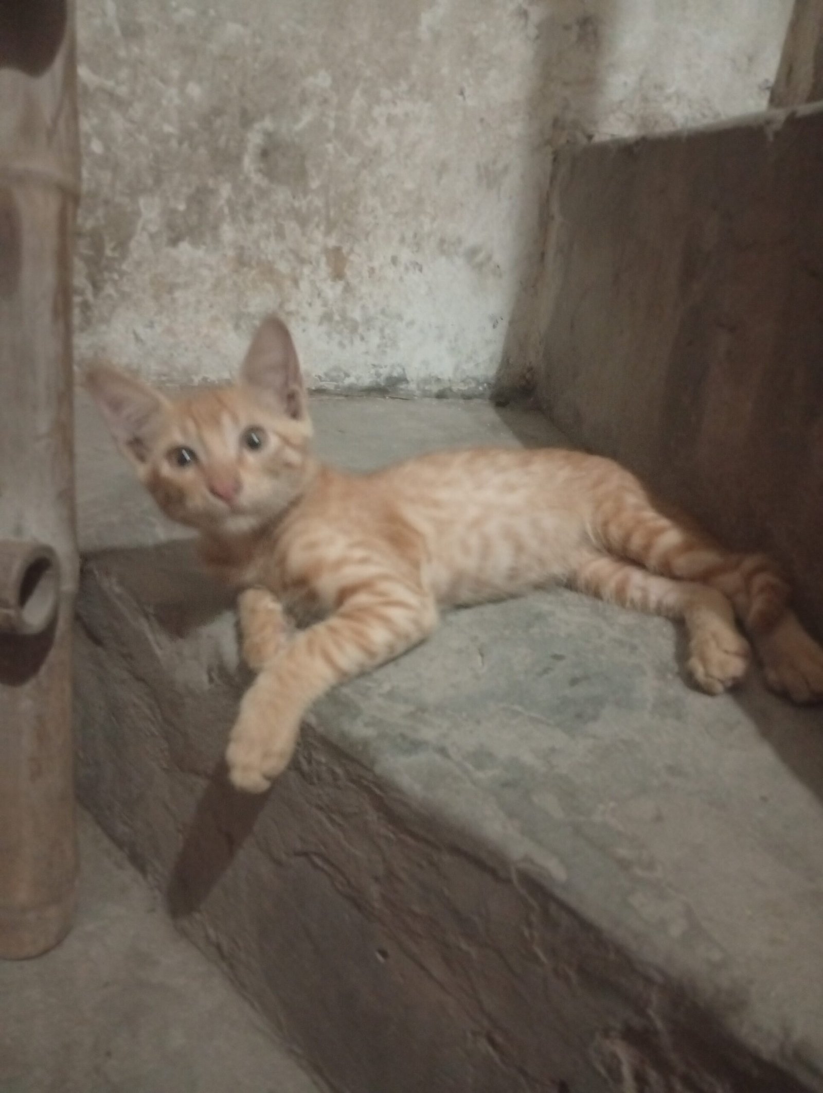 Kitty Baby