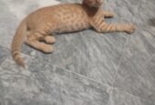 Kitty Baby
