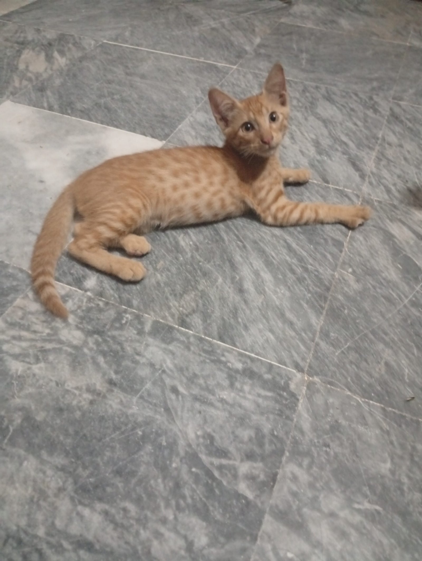 Kitty Baby