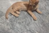 Kitty Baby