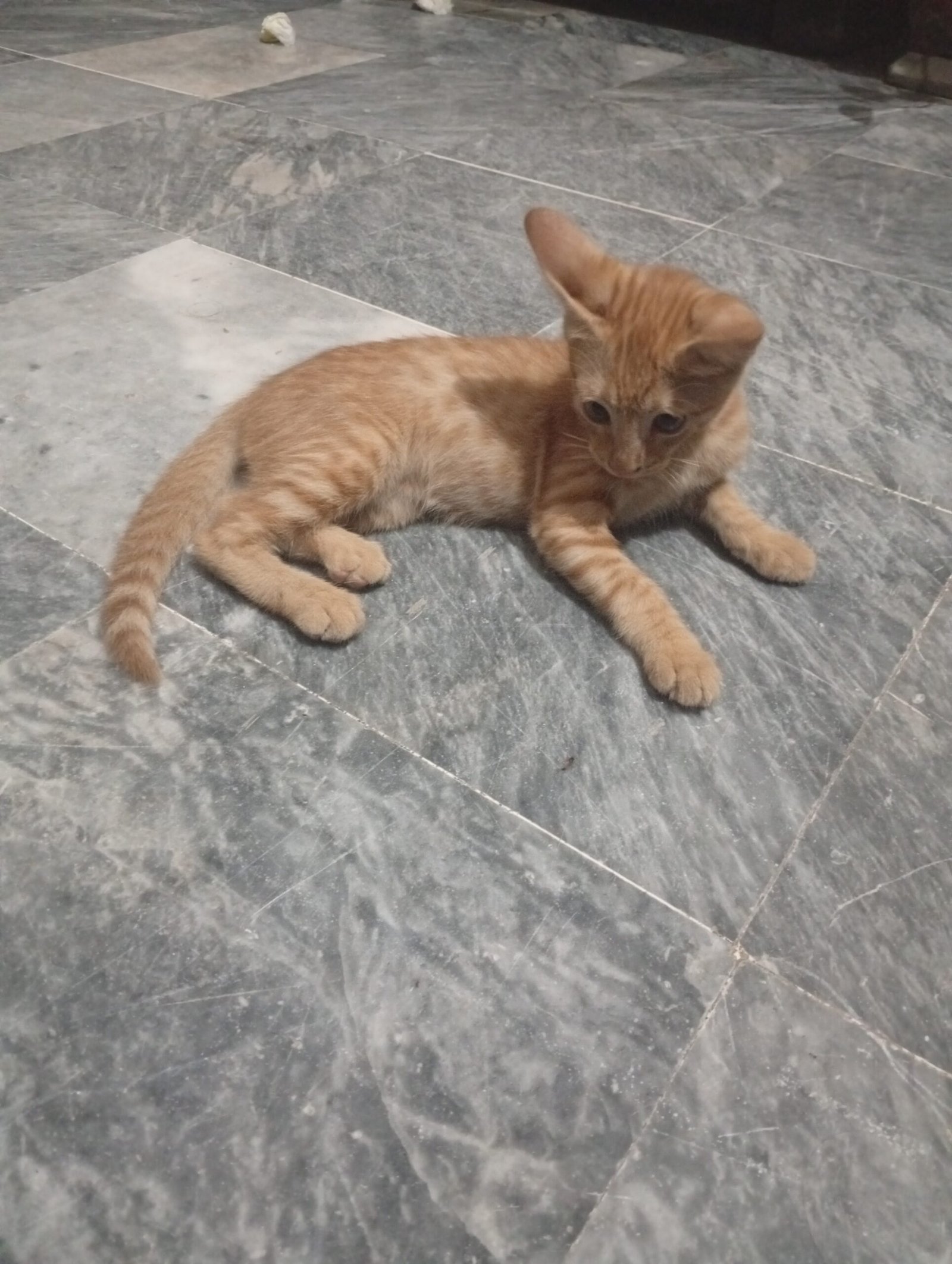 Kitty Baby