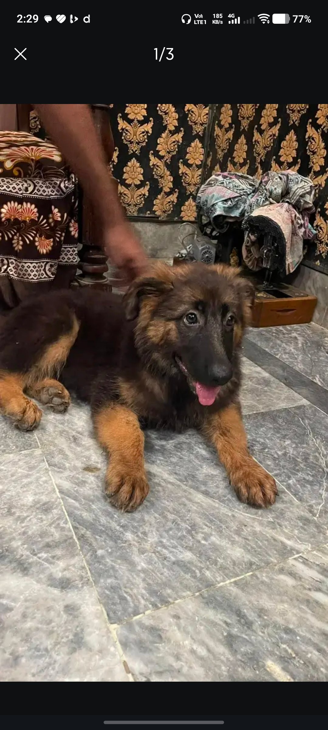 Garman shaft puppy female for sale