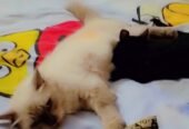 Percion cat