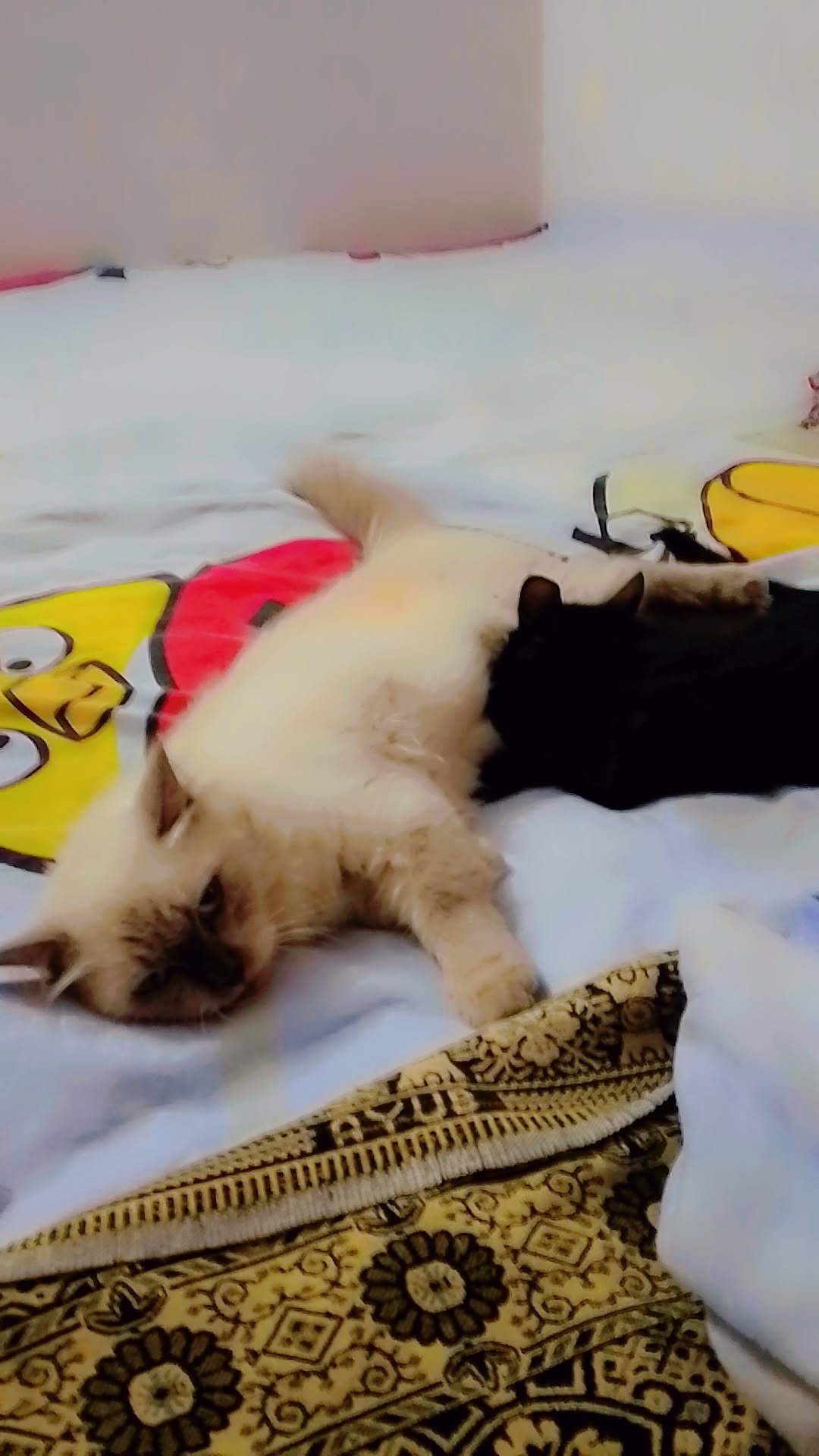 Percion cat
