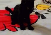 Percion cat
