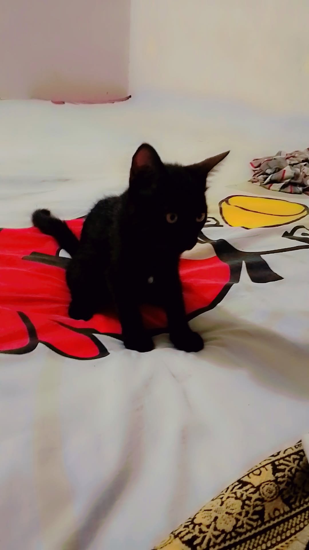Percion cat