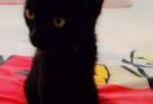 Percion cat