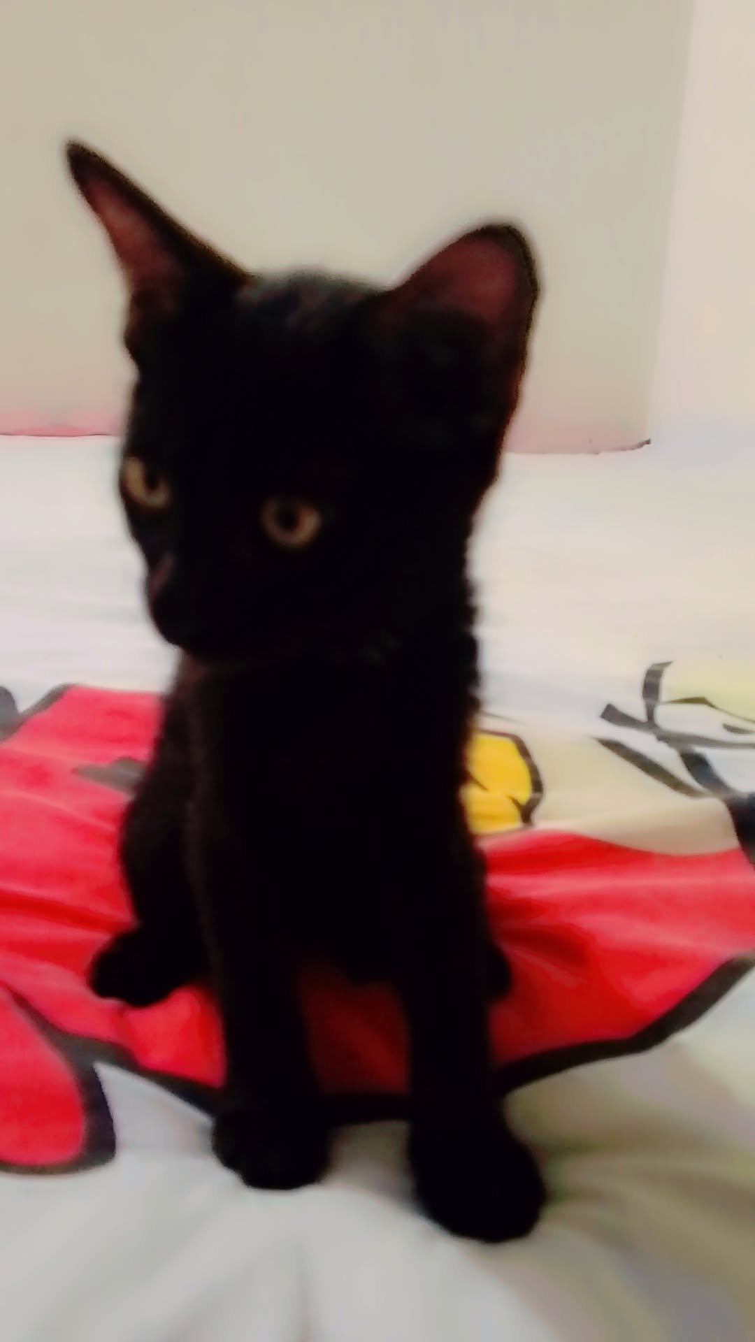Percion cat