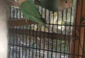 Top quality rosicoli love bird