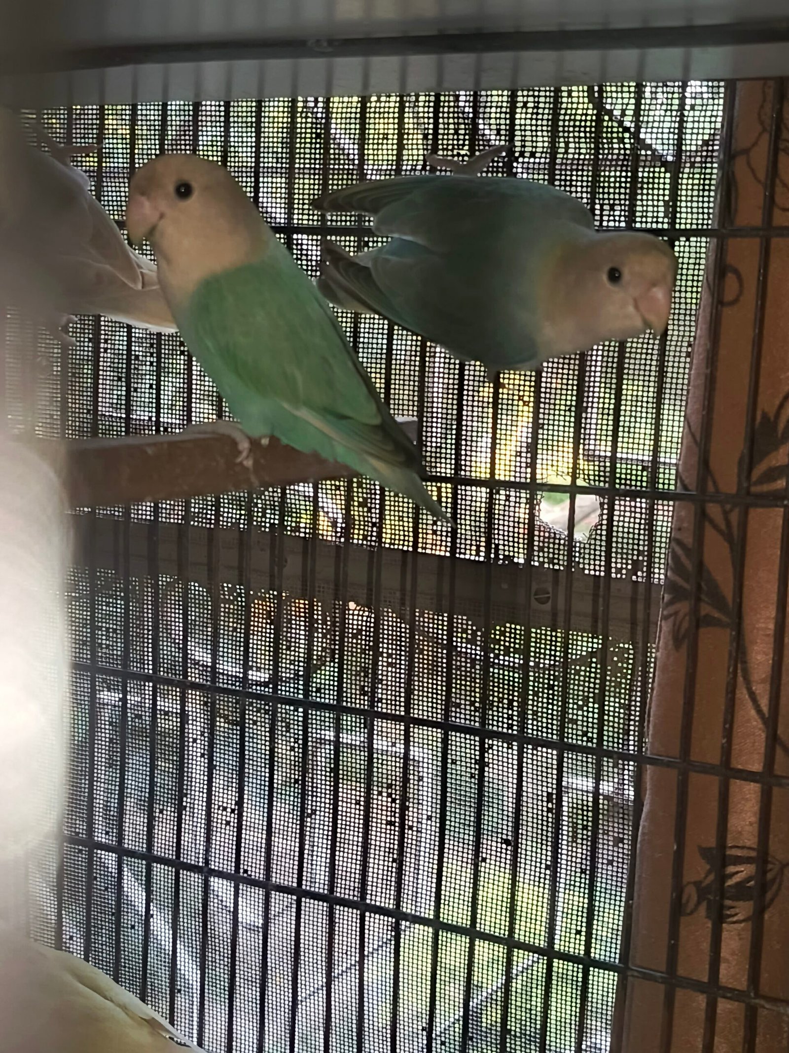 Top quality rosicoli love bird