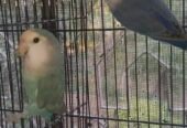 Top quality rosicoli love bird