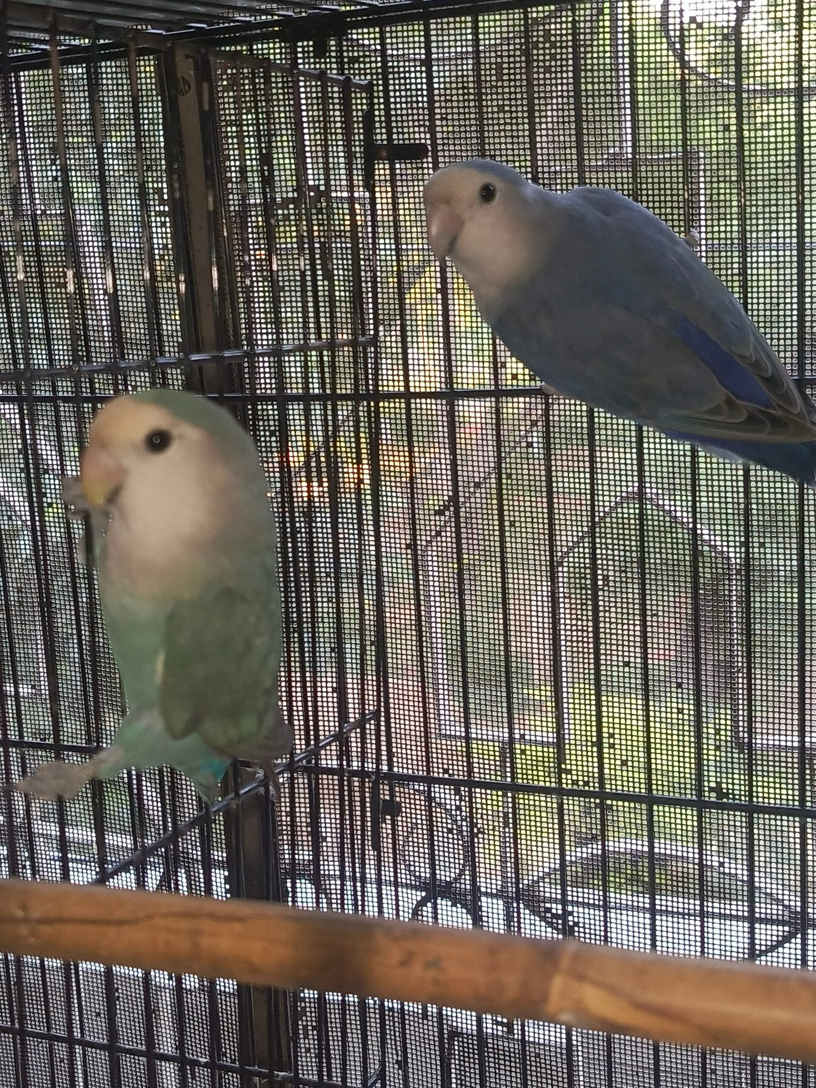Top quality rosicoli love bird