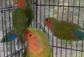 Top quality rosicoli love bird