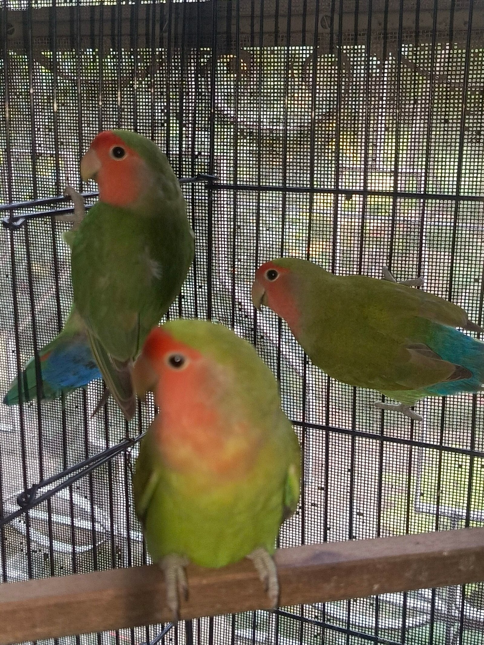 Top quality rosicoli love bird